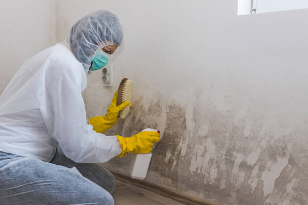 Best Mold Damage Repair  in Guthrie Center, IA