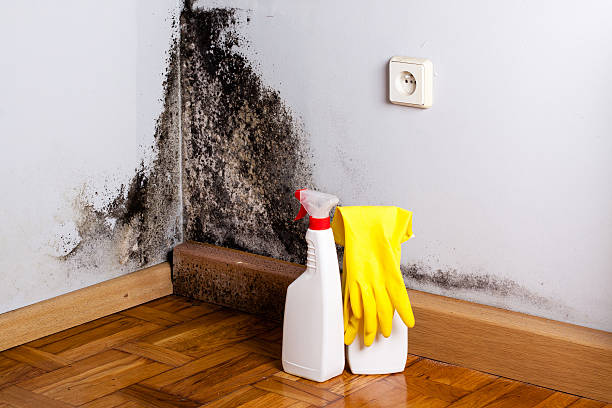 Best Mold Cleaning Services  in Guthrie Center, IA