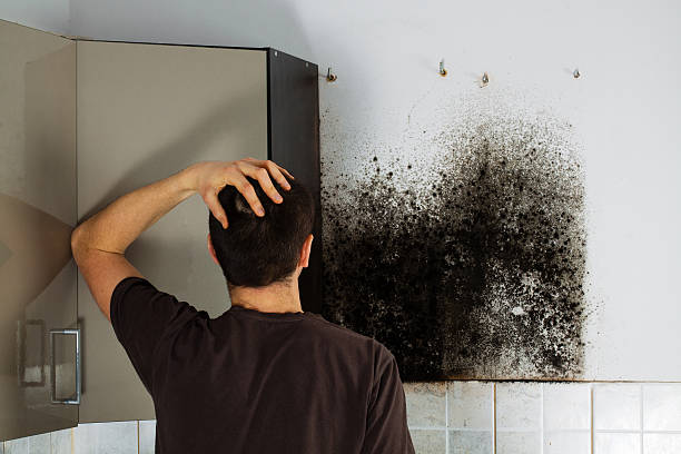 Best Professional Mold Removal  in Guthrie Center, IA