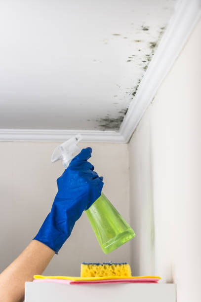 Best Local Mold Removal Service  in Guthrie Center, IA