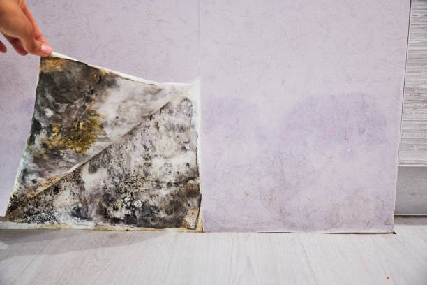 Best Same-Day Mold Removal  in Guthrie Center, IA